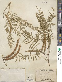 Prosopis chilensis image