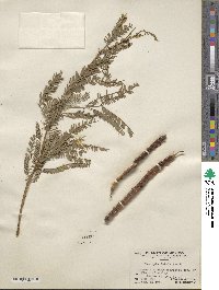 Prosopis dulcis image