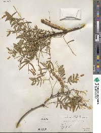 Prosopis glandulosa image