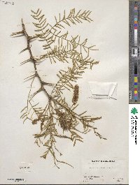 Prosopis glandulosa image