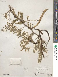 Prosopis glandulosa image