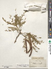 Prosopis juliflora image