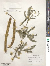 Prosopis juliflora image