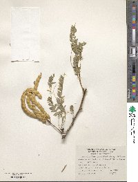 Prosopis laevigata image