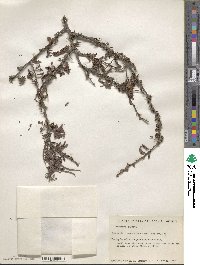 Image of Prosopis palmeri