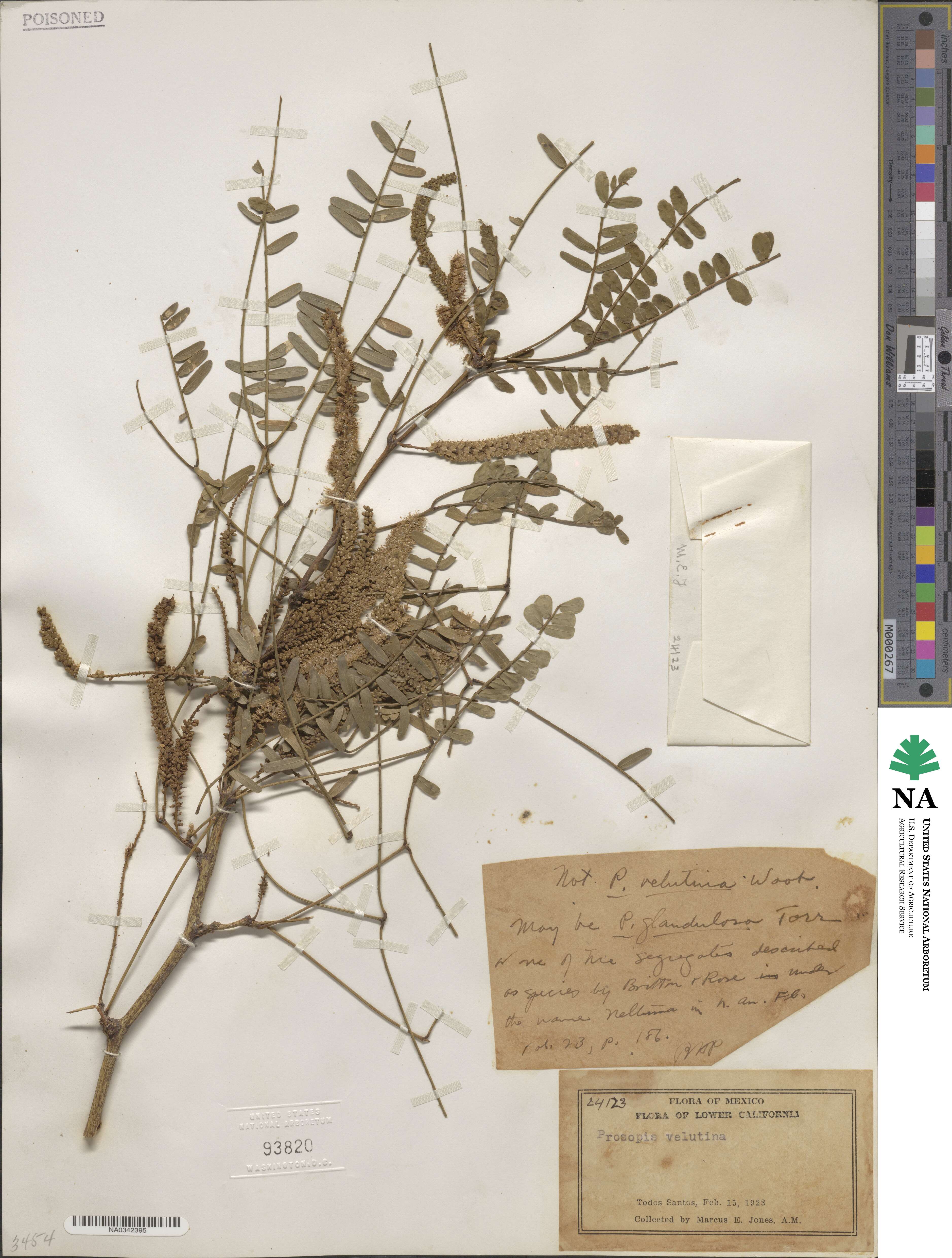 Prosopis velutina image
