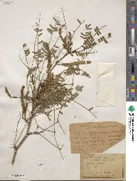 Prosopis velutina image