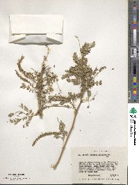 Prosopis juliflora image