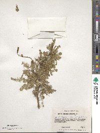 Prosopis juliflora image