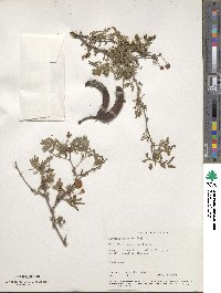 Prosopis juliflora image