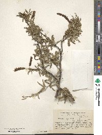 Prosopis affinis image