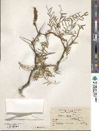 Prosopis alpataco image