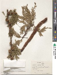 Prosopis alpataco image