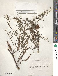 Prosopis chilensis image