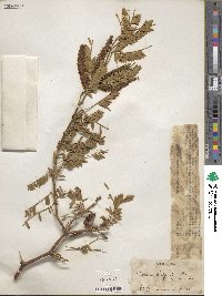 Prosopis chilensis image