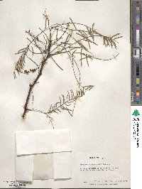 Prosopis chilensis image