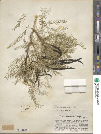 Prosopis chilensis image