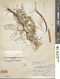 Prosopis chilensis image