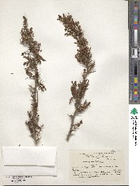 Image of Prosopis ferox