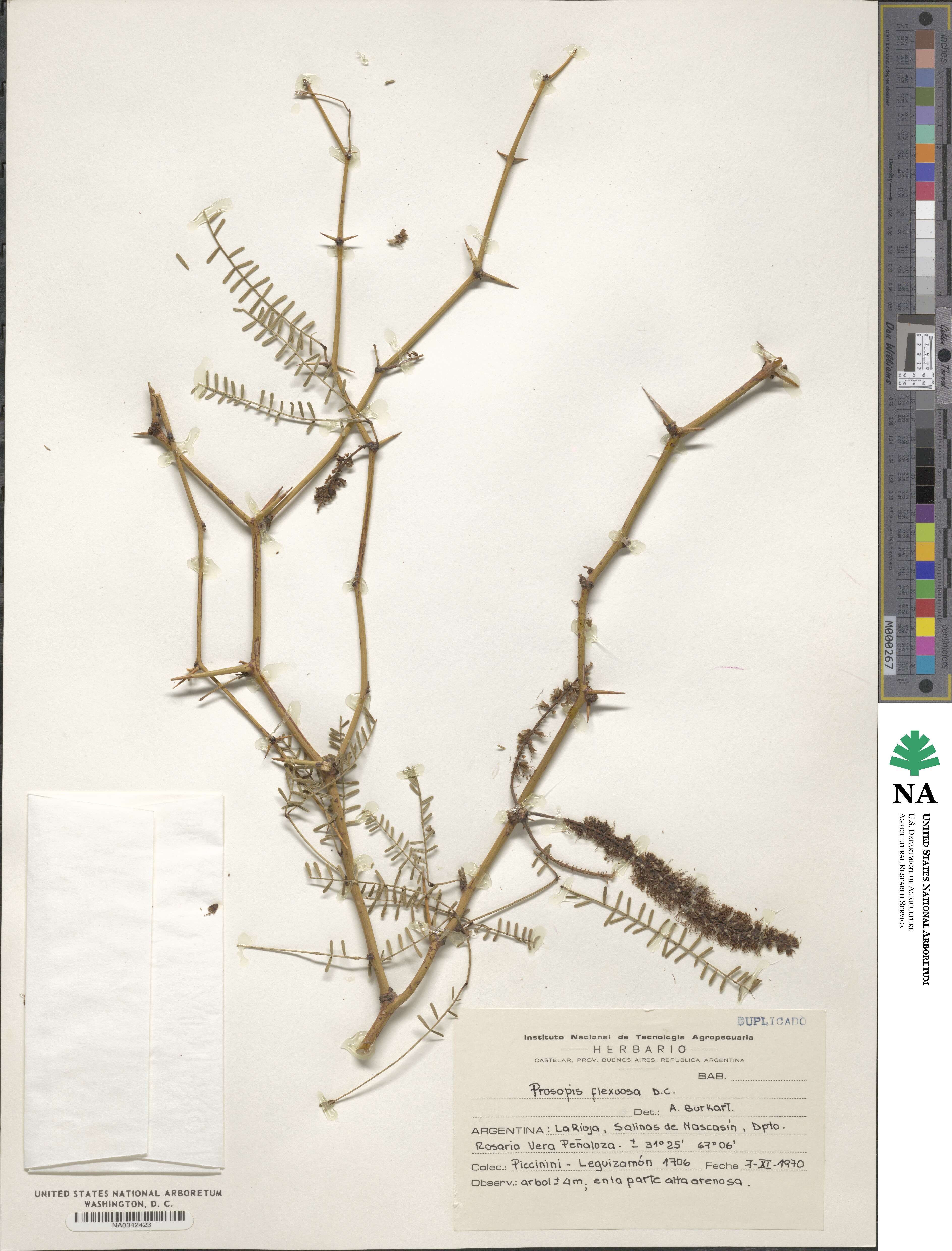 Prosopis flexuosa image