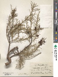 Image of Prosopis humilis