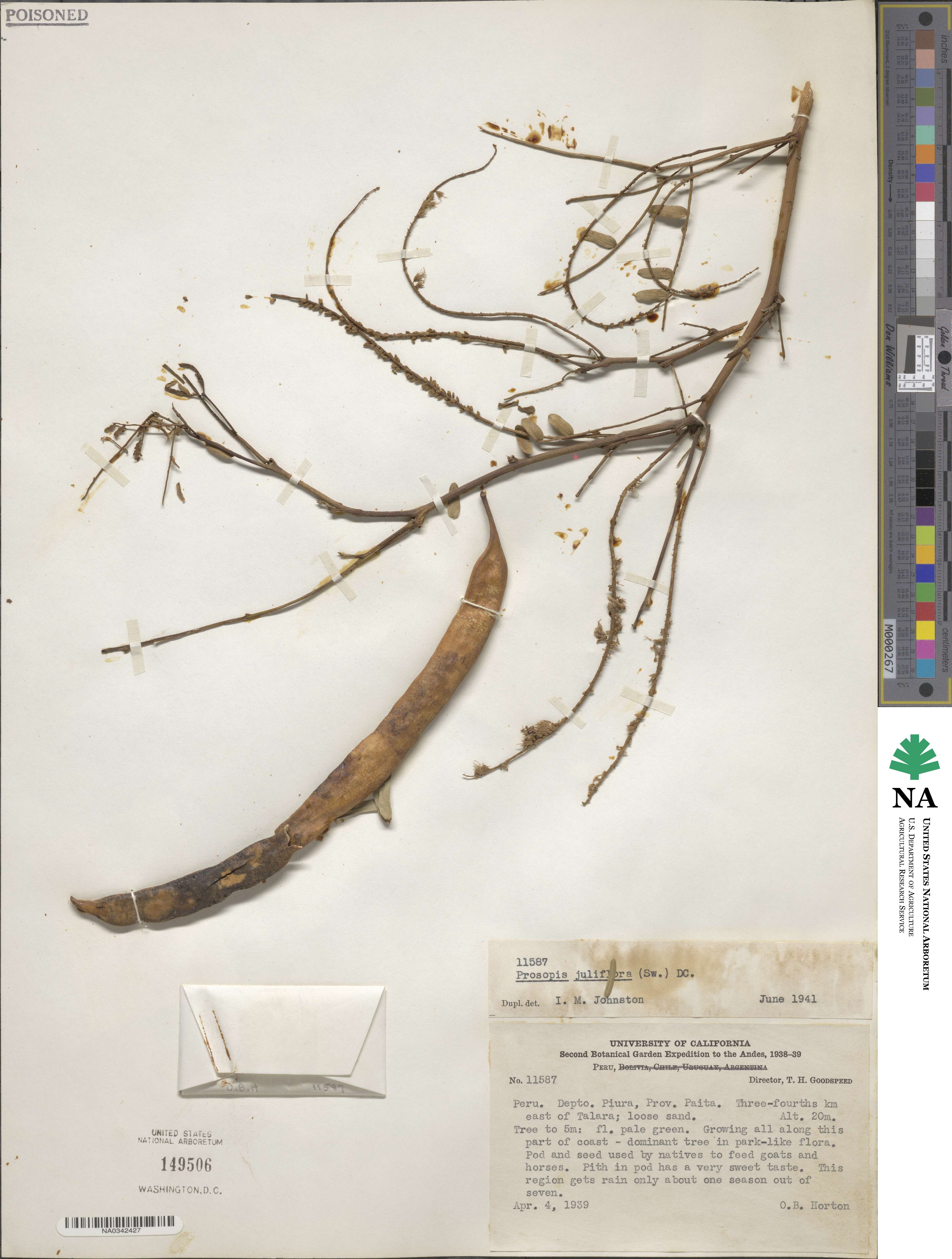 Prosopis juliflora image