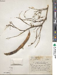 Prosopis juliflora image