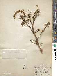 Image of Prosopis limensis