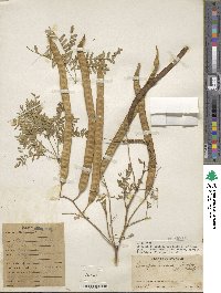 Prosopis limensis image