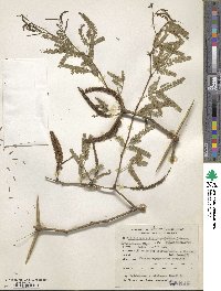 Prosopis nigra image