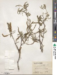 Prosopis nigra image