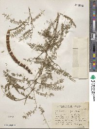 Prosopis nigra image