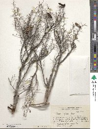 Image of Prosopis reptans