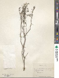 Prosopis strombulifera image