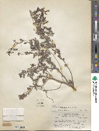 Prosopis strombulifera image