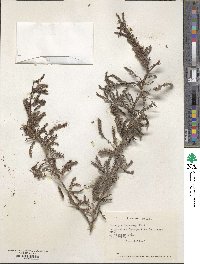 Image of Prosopis tamarugo