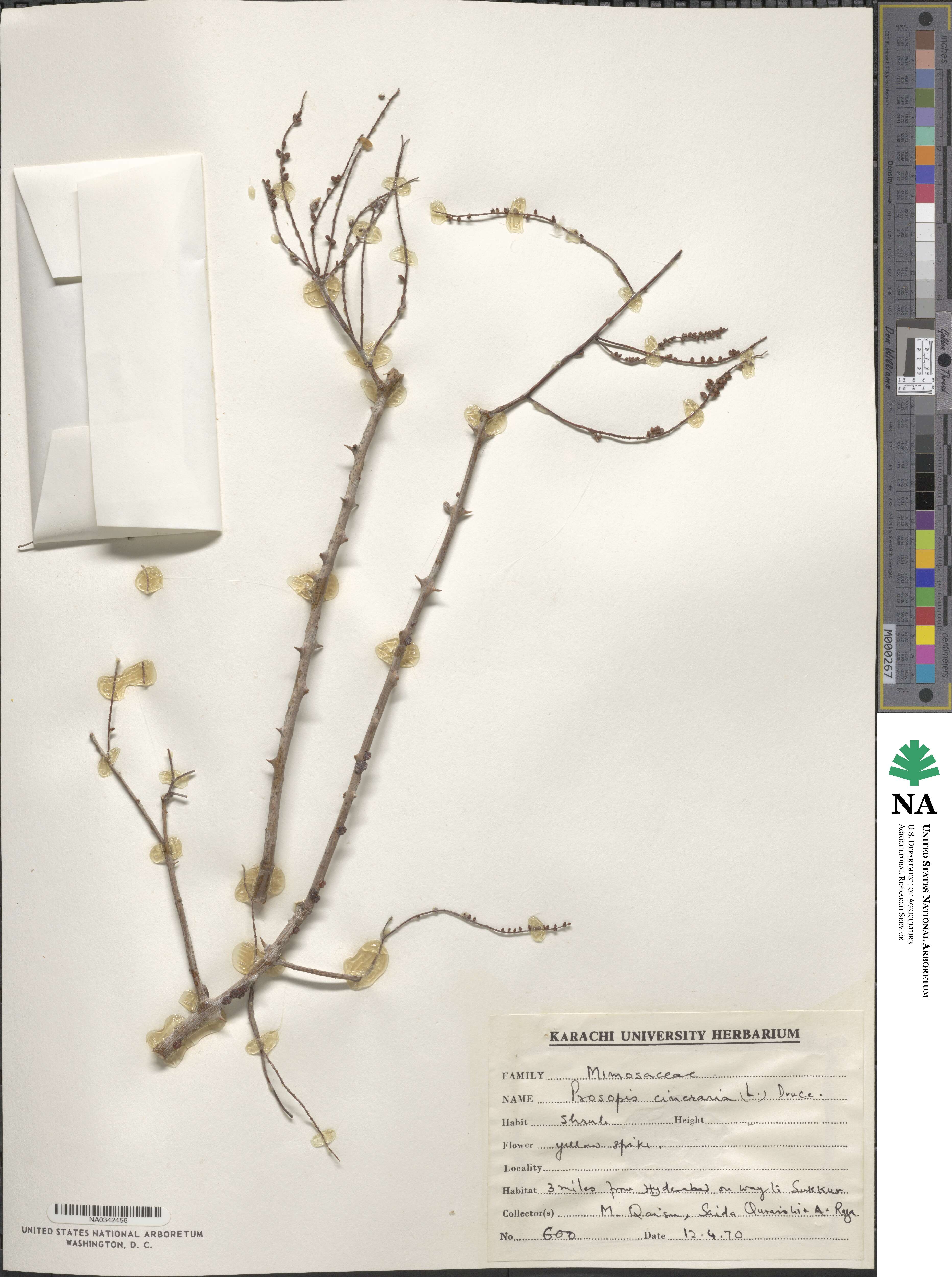 Prosopis cineraria image