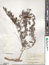 Prosopis farcta image