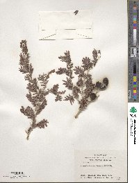 Prosopis farcta image