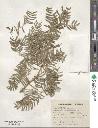 Prosopis glandulosa image