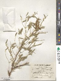 Prosopis glandulosa image