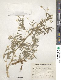 Prosopis glandulosa image