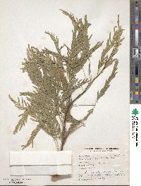 Prosopis glandulosa image