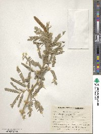 Prosopis juliflora image