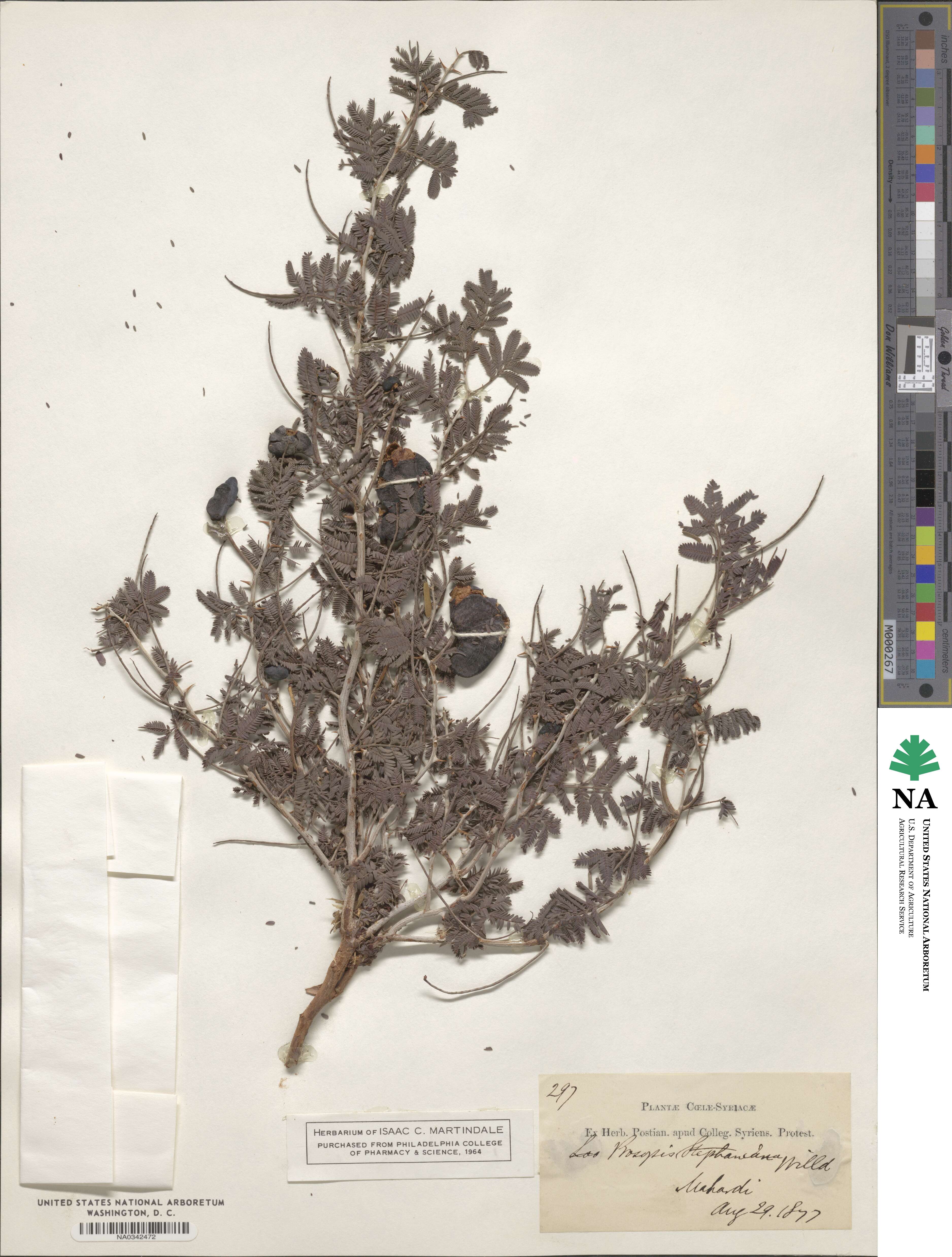 Prosopis farcta image