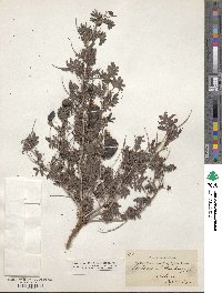 Prosopis farcta image