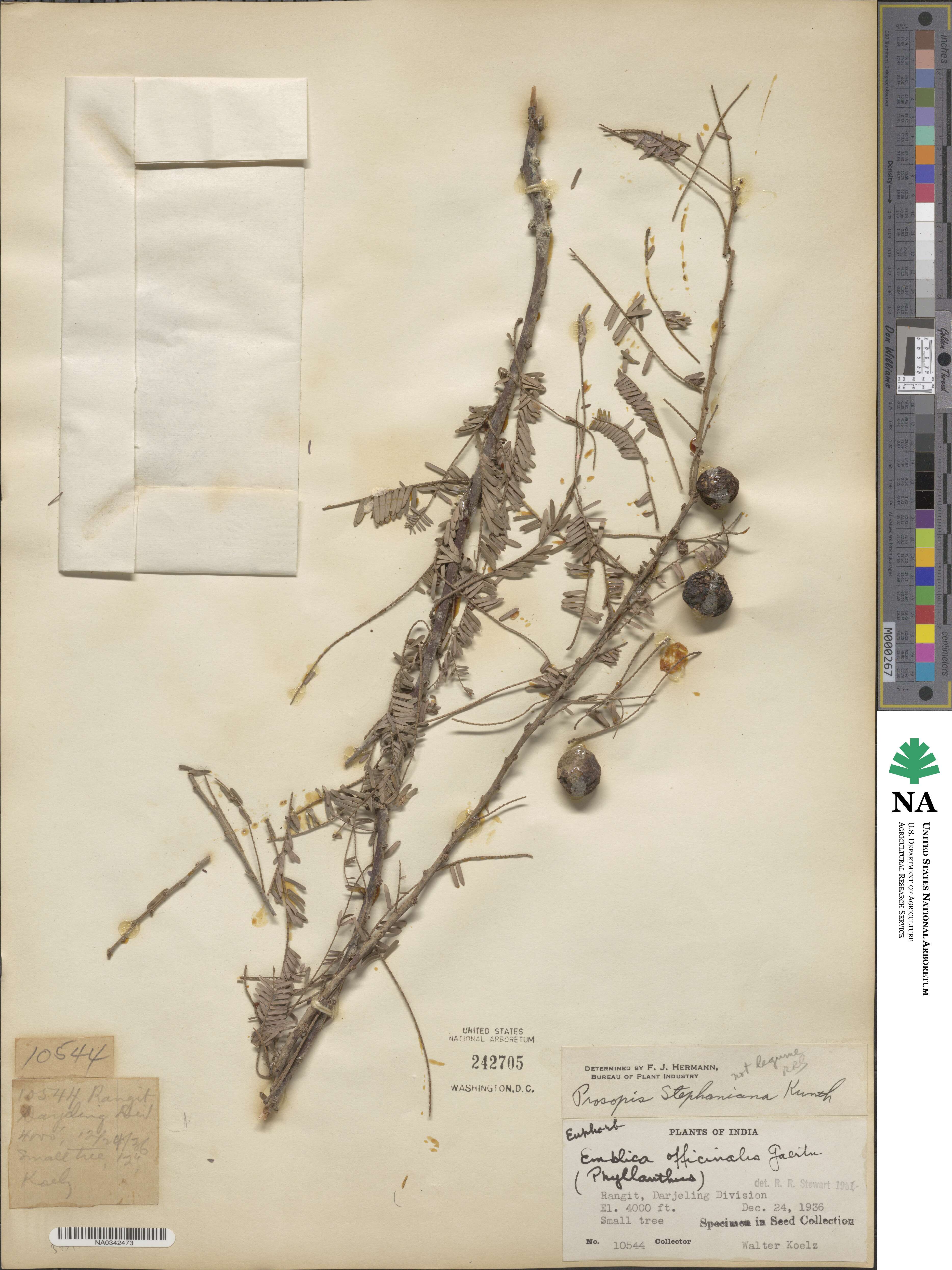 Prosopis farcta image