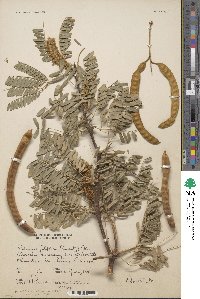 Prosopis juliflora image