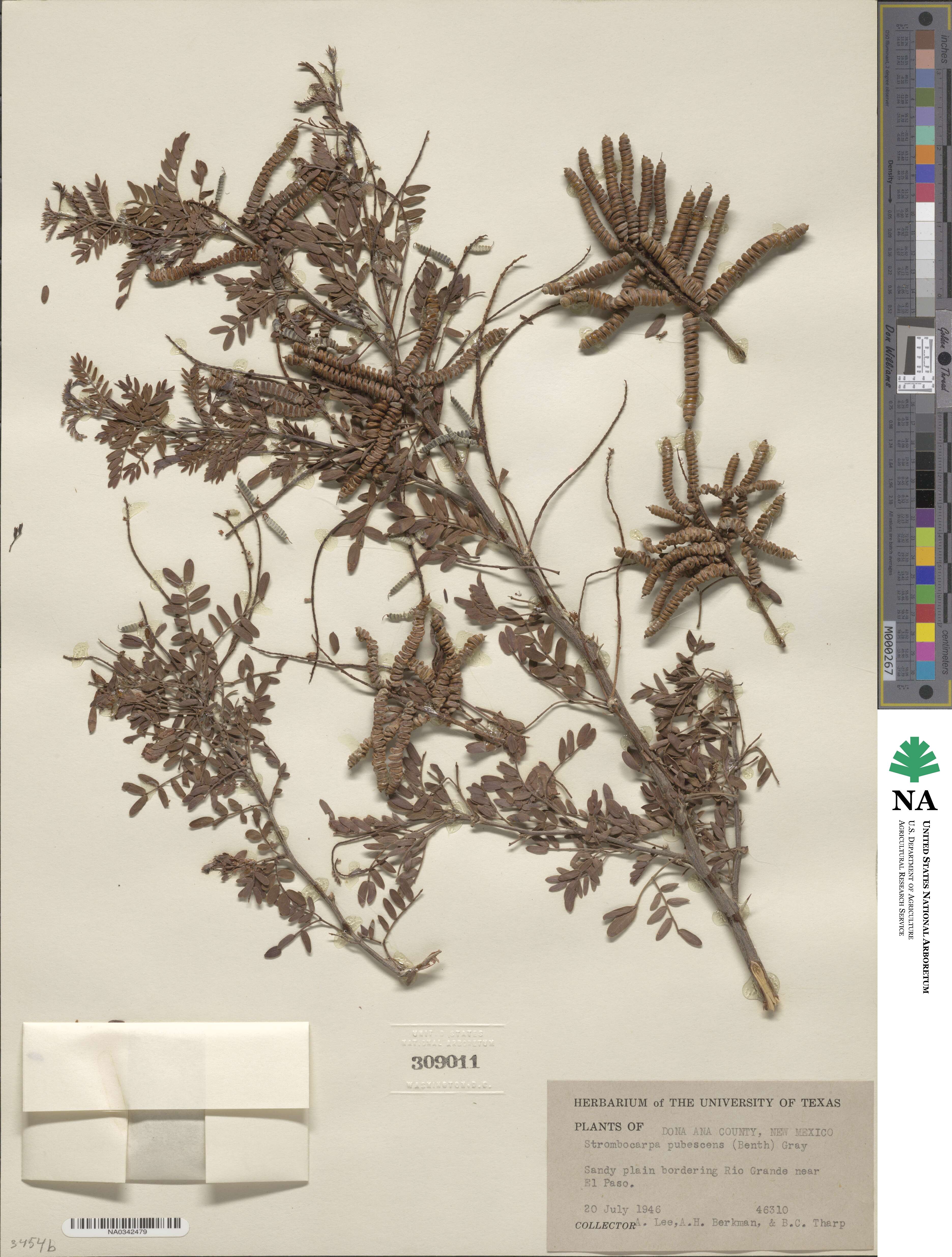 Prosopis pubescens image