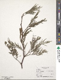 Prosopis chilensis image